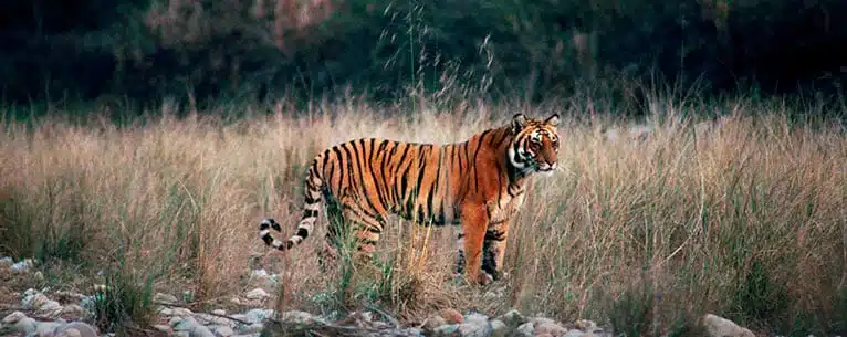Wildlife Tourism in India