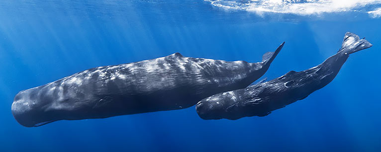 All You Need To Know About Whale Watching In Sri Lanka