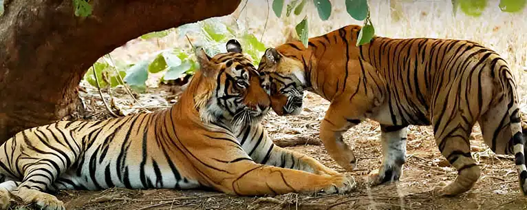 Wildlife Tourism in India