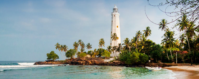 All You Need To Know About Whale Watching In Sri Lanka