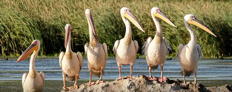 Wildlife Tourism in India