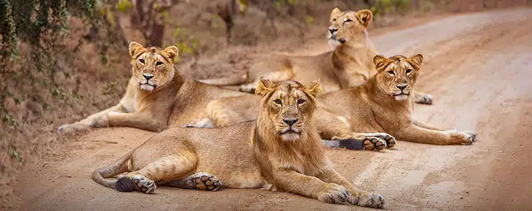 Wildlife Tourism in India