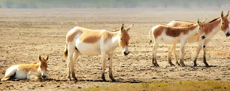 Wildlife Tourism in India