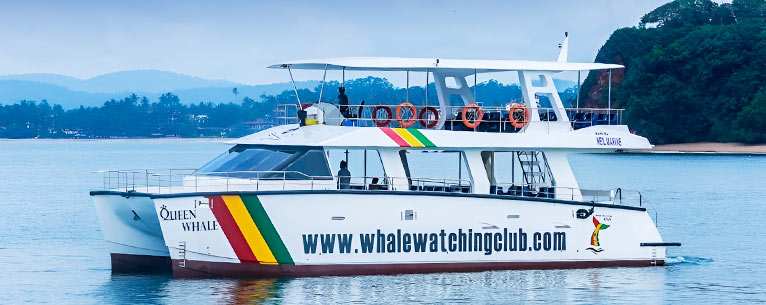 All You Need To Know About Whale Watching In Sri Lanka