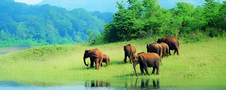 Wildlife Tourism in India