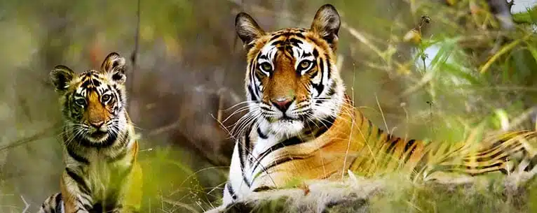 Wildlife Tourism in India
