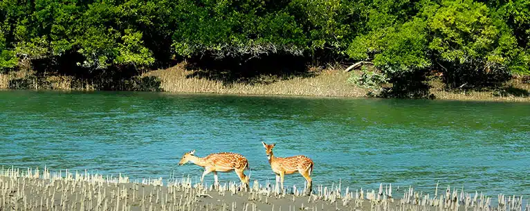 Wildlife Tourism in India