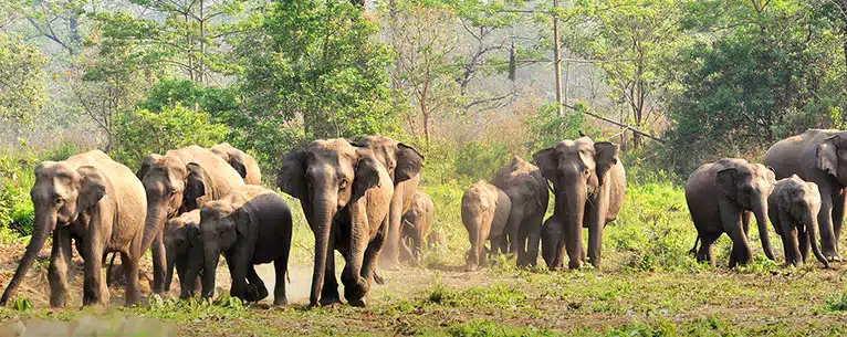 Wildlife Tourism in India