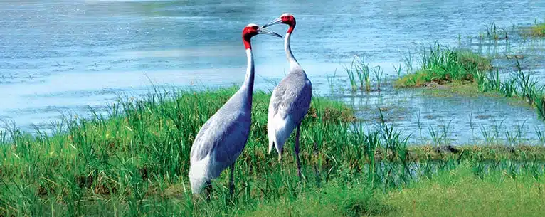 Wildlife Tourism in India