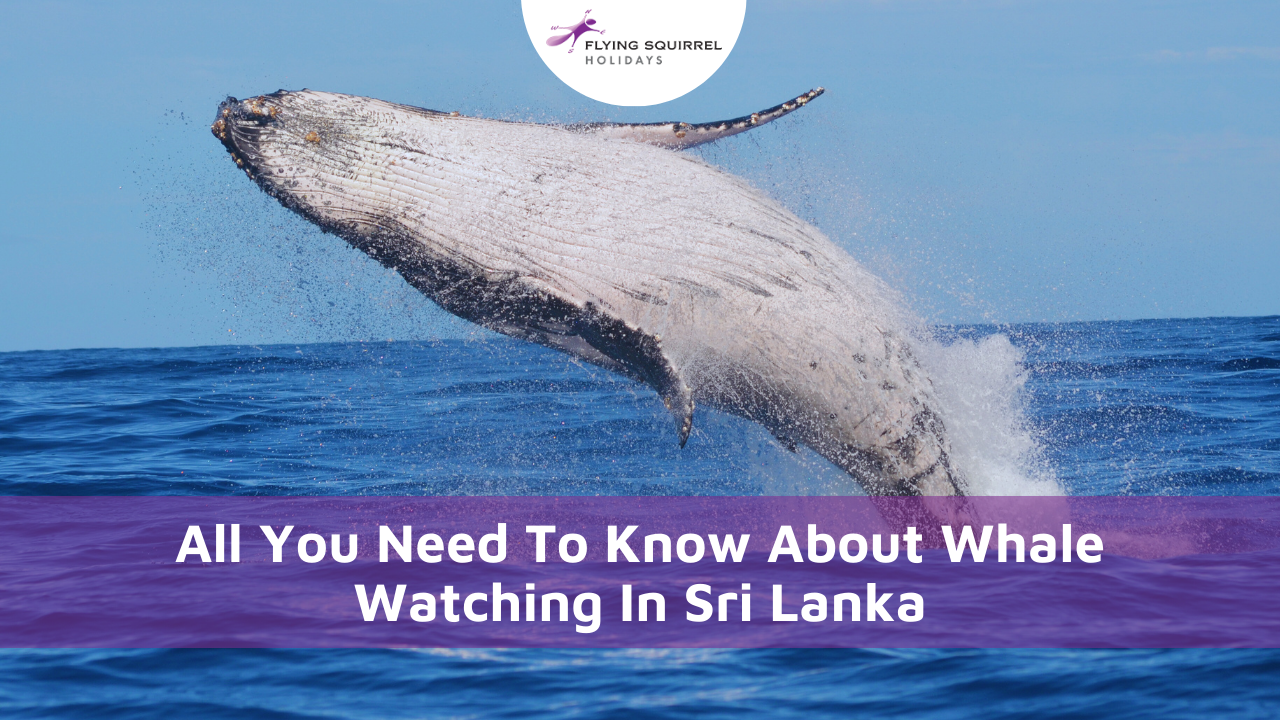 Whale Watching In Sri Lanka
