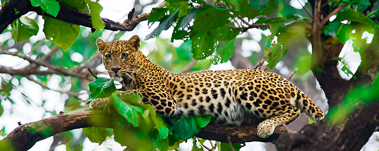 Over 300 leopards are found in Bandipur National Park.
