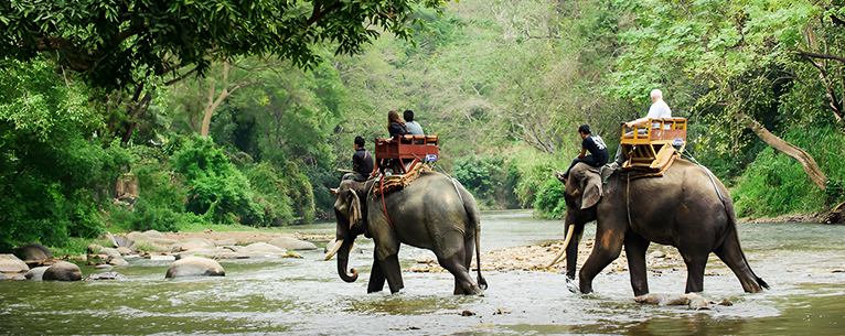 Elephant Ride in Jaldapara National Park