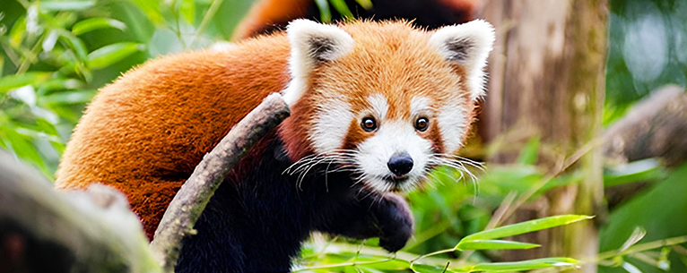 Rare species like red panda can be spotted in n Khangchendzonga National Park