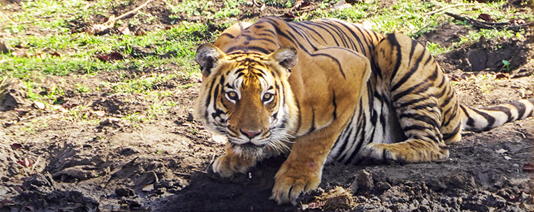 Bengal Tiger in Mudumalai Tiger Reserve