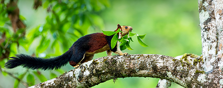 The Malabar giant squirrel, native to India, inhabits the upper canopies of forests throughout the Western and Eastern Ghats. These squirrels can grow up to 45cm, with their tails accounting for half of that length. 