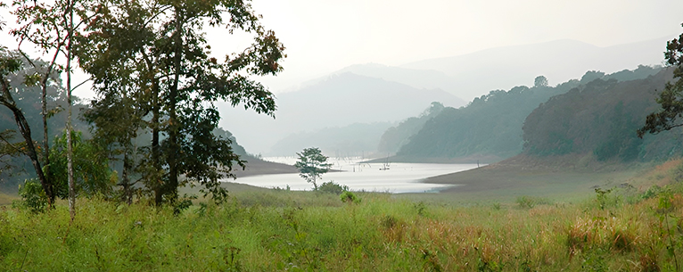 Periyar Tiger Reserve, where lush green landscapes meet the majestic wildlife.