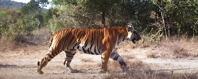 Sathyamangalam Tiger Reserve, It is home to 80 tigers