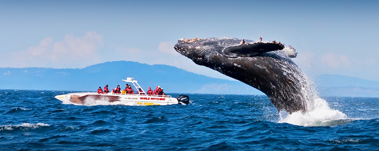 Sri Lanka Navy Conducting Whale watching tour