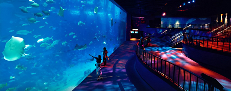 Aquarium display at Marine Life Park