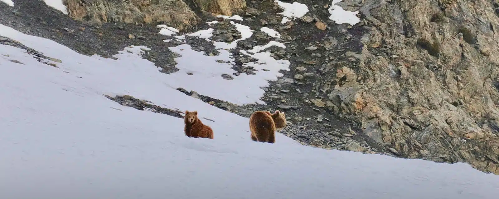 Brown Bear Tracking