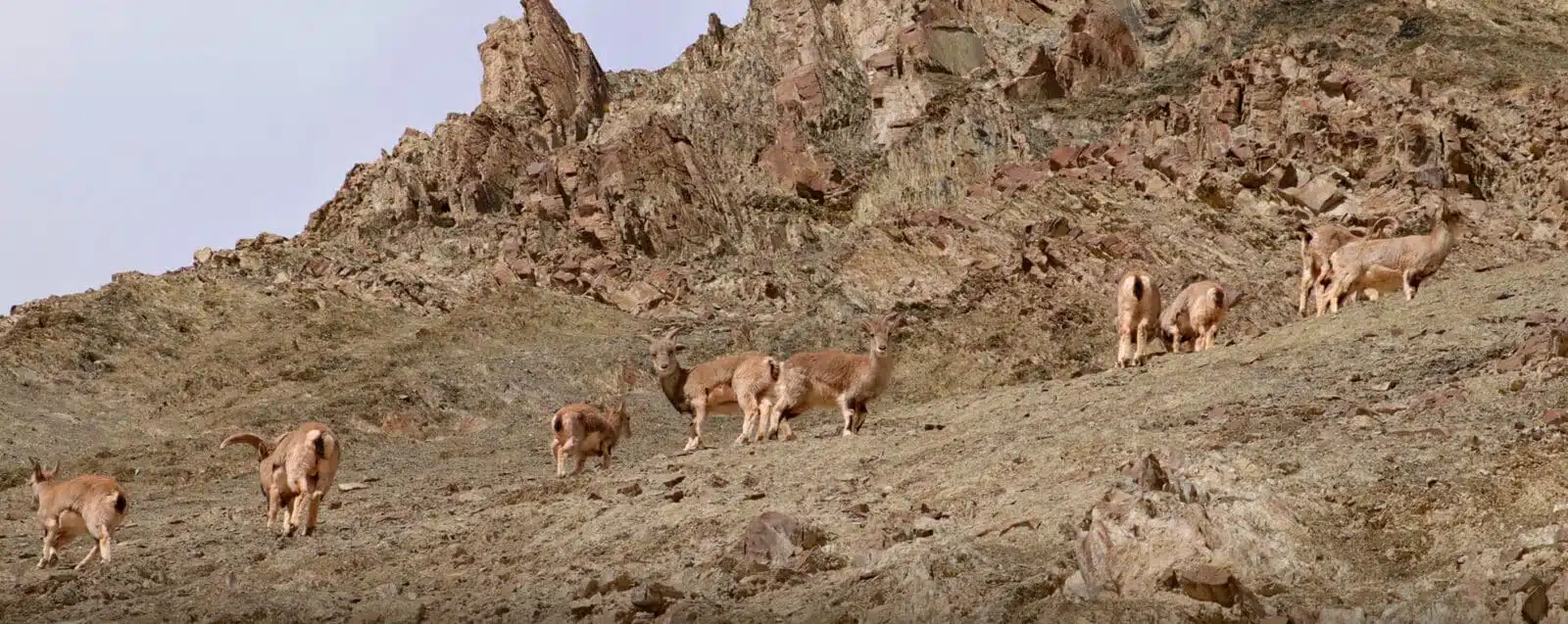 Hemis National Park