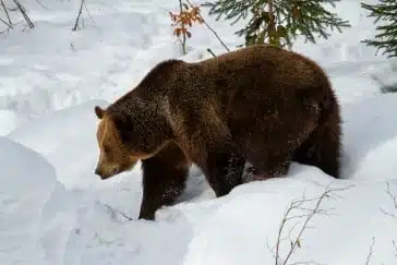 BROWN BEAR TRAIL IN DRAS