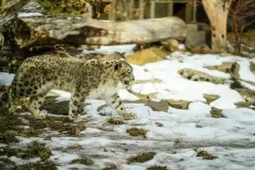 SNOW LEOPARD TRAIL IN HEMIS