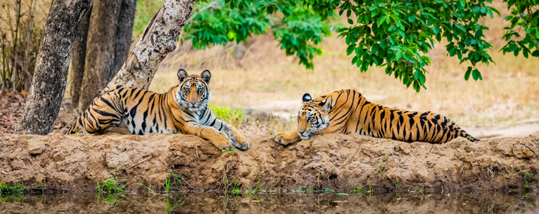 Tigers at Kanha