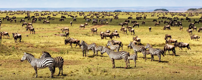 Kenya migration - best time to visit Masai Mara
