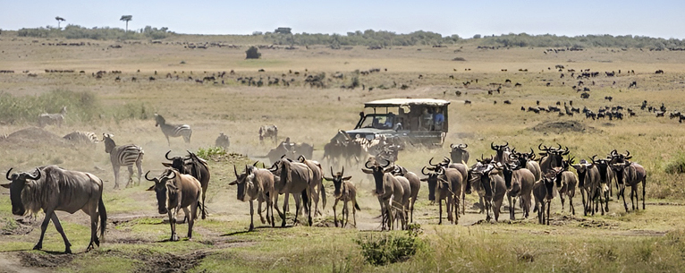 Great migration - best time to visit Masai Mara