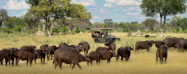 Masai mara safari - best time to visit masai mara