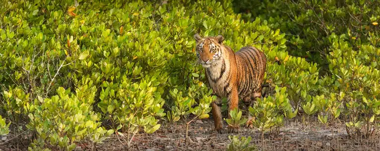 Places to visit near Kolkata