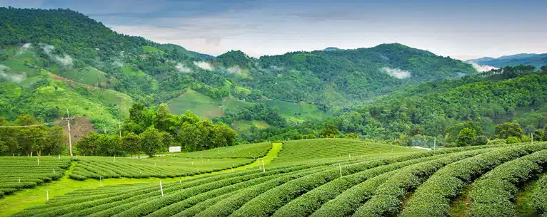 Places to visit near Kolkata
