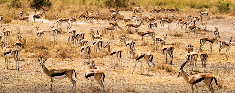 Masai mara wildlife - best time to visit masai mara.