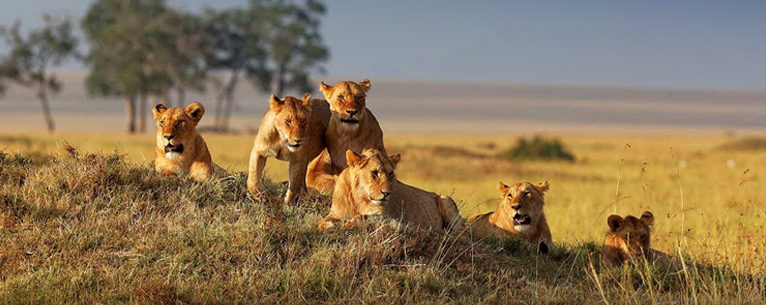 Lions in Masai Mara - How to reach Masai Mara from India