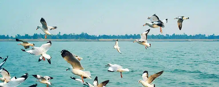 One day trips near Kolkata