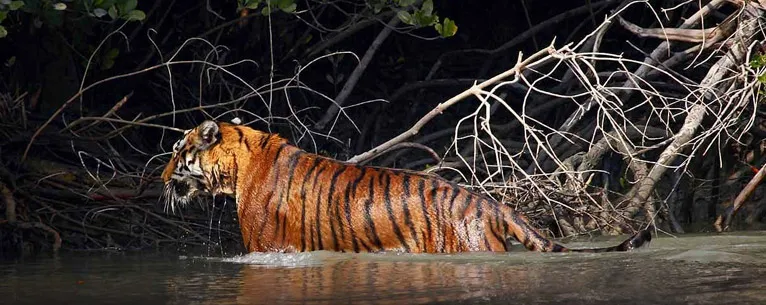 Sundarbans Tour