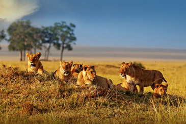 Book Kenya Tour Package