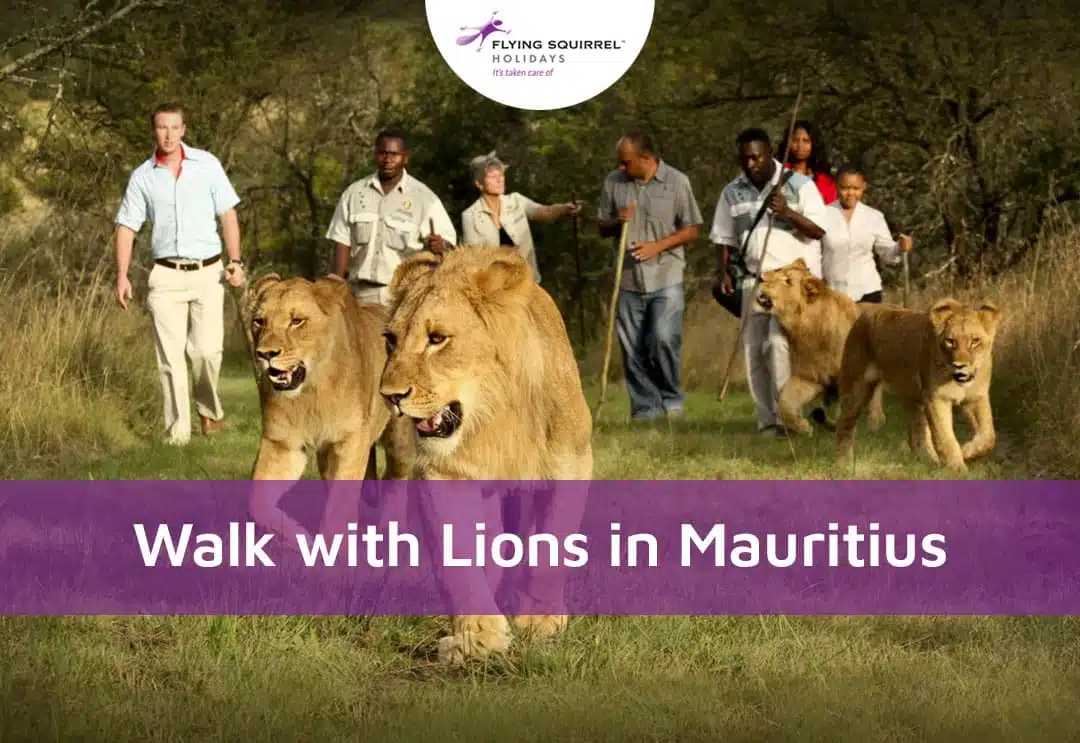 Walk with Lions in Mauritius