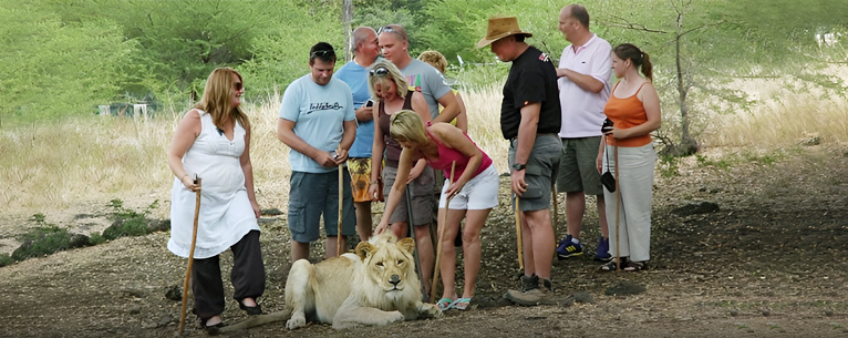 Walk with Lions in Mauritius