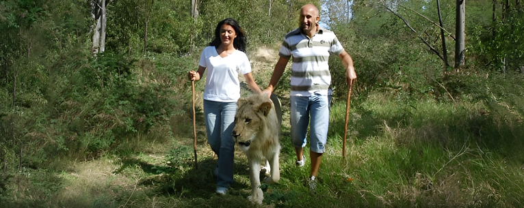 Walk with Lions in Mauritius