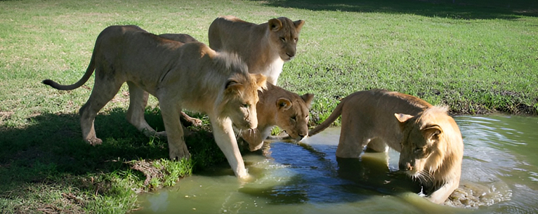 Walk with Lions in Mauritius