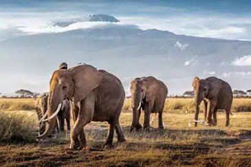 UNTAMED KENYA