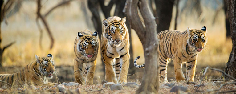 India luxury trip