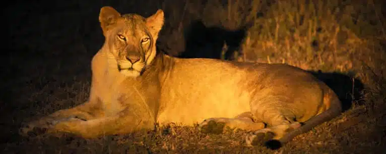 Maasai Mara : Best Stays, Game Drives and More