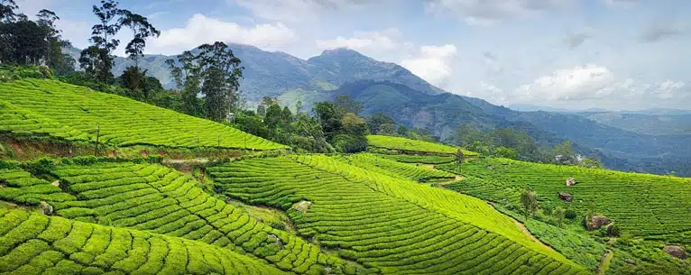 Escorted trips to India