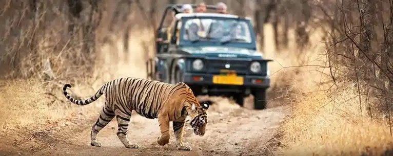 Escorted trips to India: Your ultimate guide to exploring the subcontinent in comfort and style