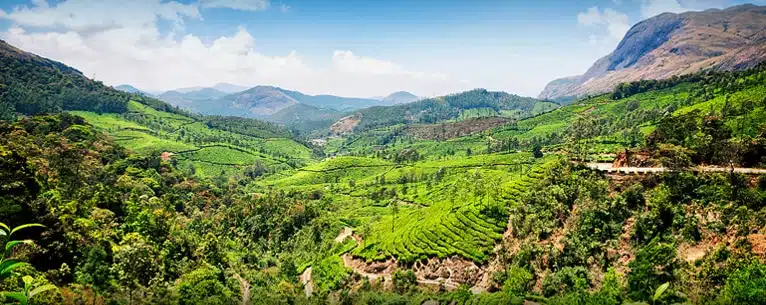 Forest Bathing in India: Explore the healing power of the woods