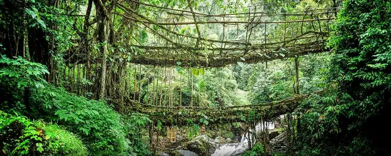 Forest Bathing in India: Explore the healing power of the woods