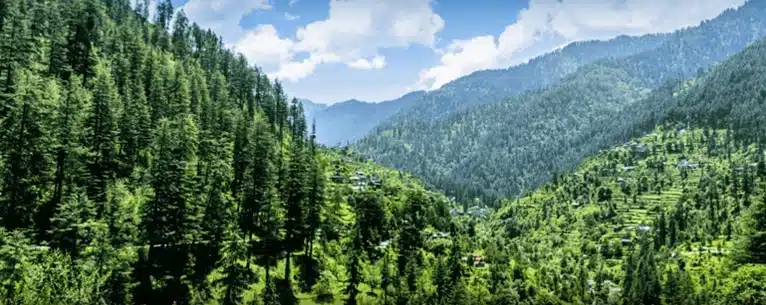 Forest Bathing in India: Explore the healing power of the woods